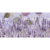 DECOR 79 PURPLE HL A 30x60 DECOR 79 PURPLE HL A 30x60